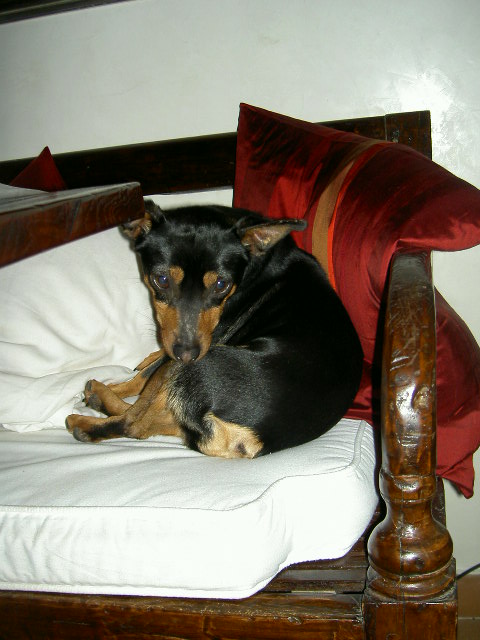 PICT6253K.jpg