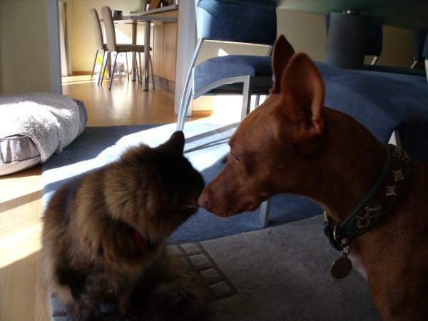 Bossi und Horny.jpg