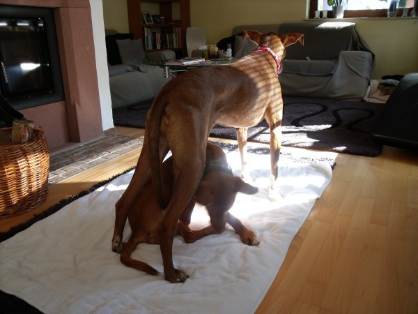 Bossi hat Amica schon im Griff.jpg