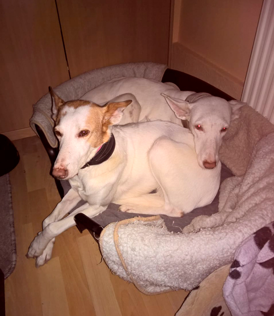 Salome-kuscheln-2klein.jpg