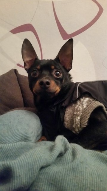 Mogli.jpg