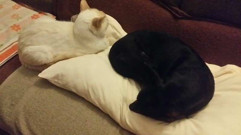 Mogli der Katzenfreund.jpg