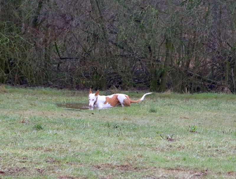 Olaya Retriever_72dpi.jpg