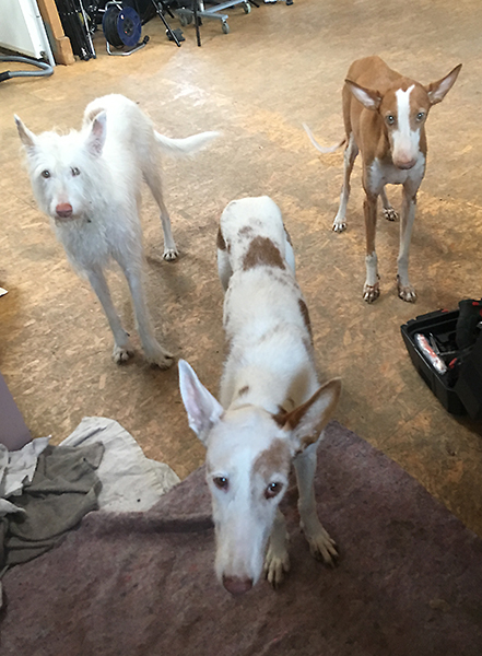 Missy_and_friends_2.jpg
