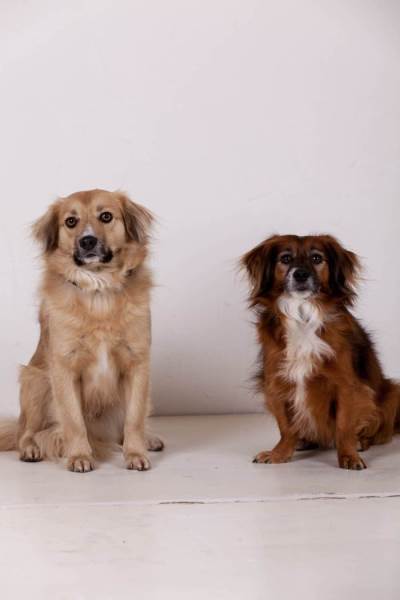 Hunde und Patrick-15.jpg