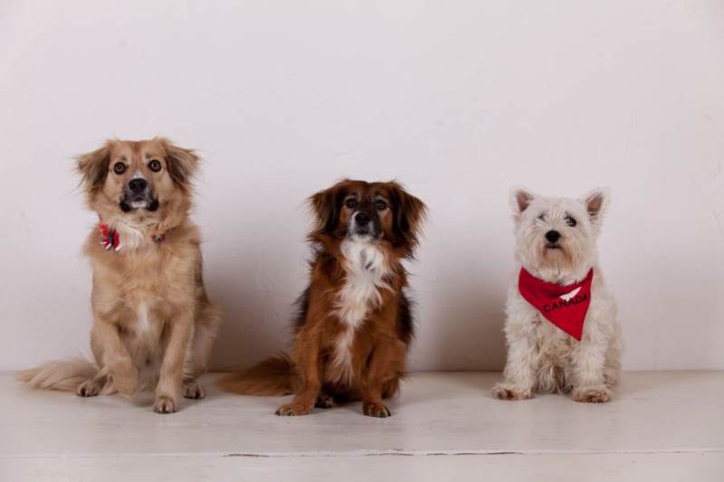 Hunde und Patrick-39.jpg