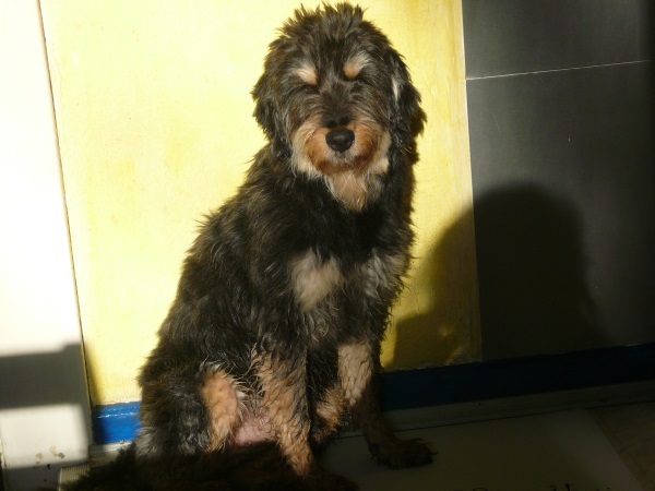 Amado9.jpg