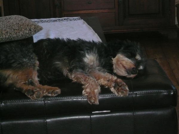 Amado 04.jpg