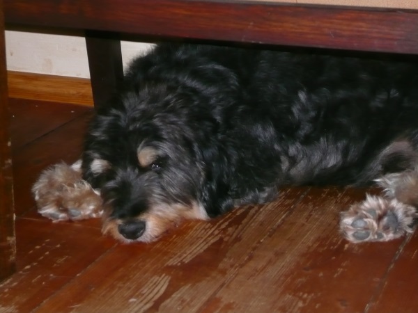 Amado 07.jpg