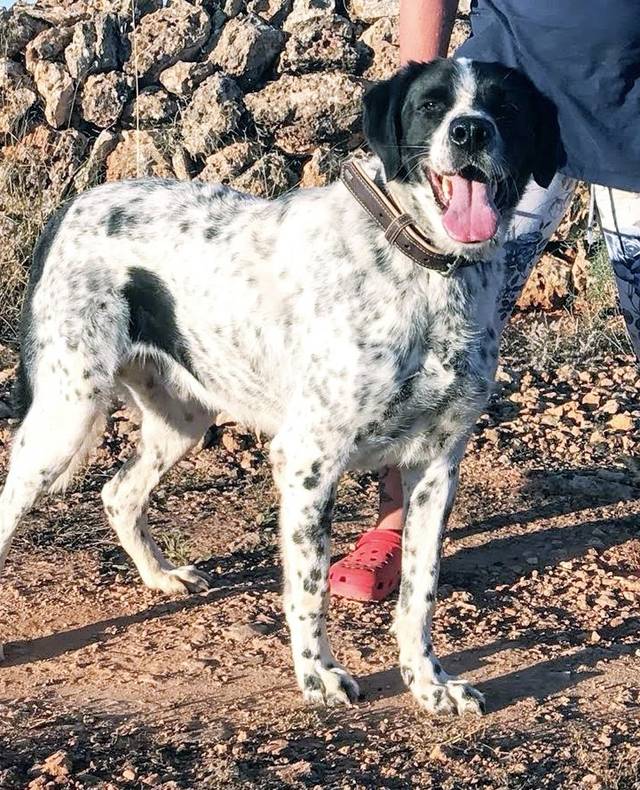 Hund1_707132.jpg