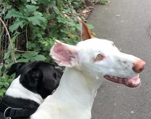 Bildschirmfoto 2018-06-20 um 22.26.38.png