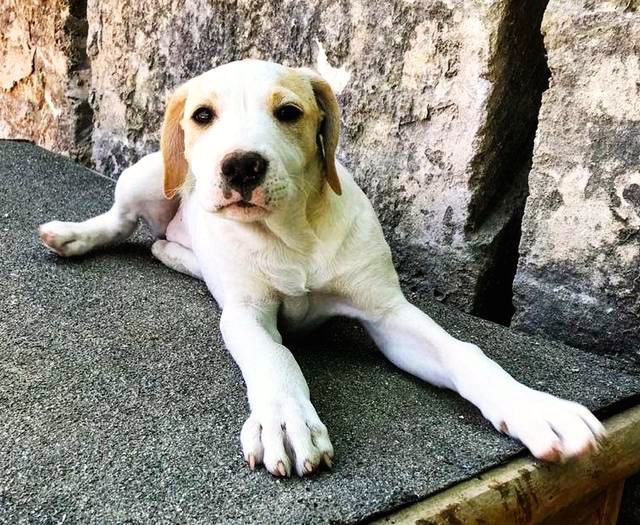 Hund8_702308.jpeg