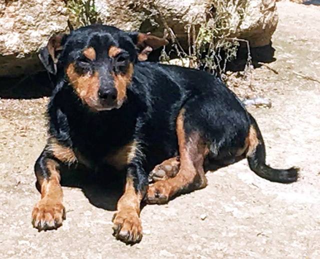 Hund2_702824.jpeg