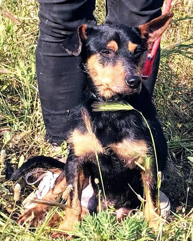 Hund5_702824.jpeg