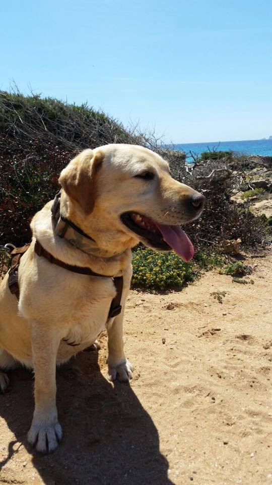 Hund2_697191.jpeg