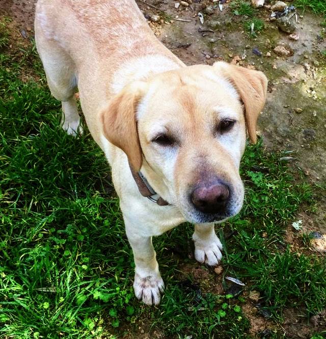 Hund7_697191.jpeg