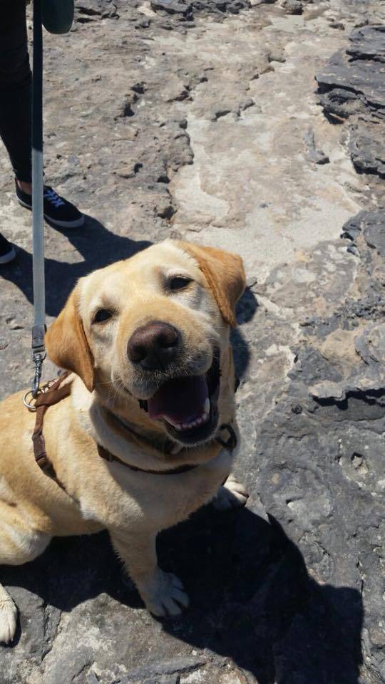 Hund4_697191.jpeg