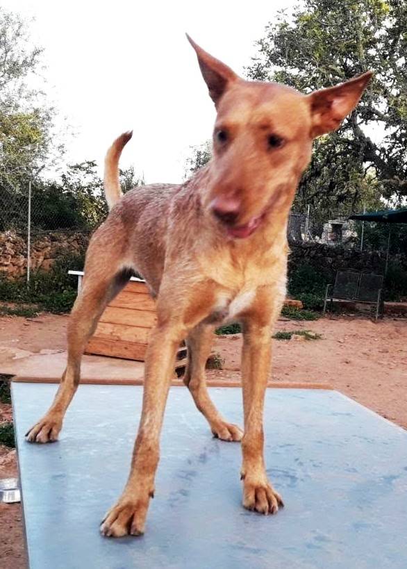 Hund4_701755.jpeg