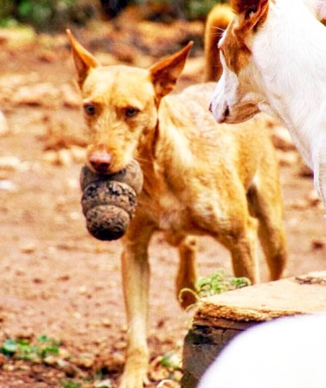 Hund7_701755.jpeg