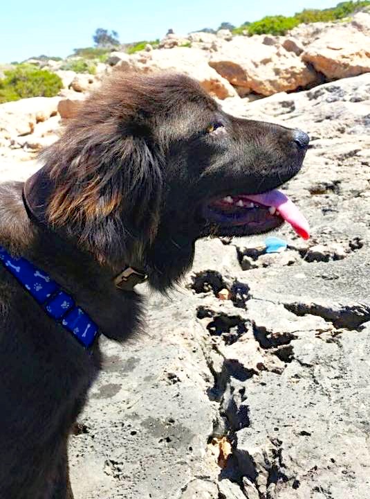 Hund3_697255.jpeg
