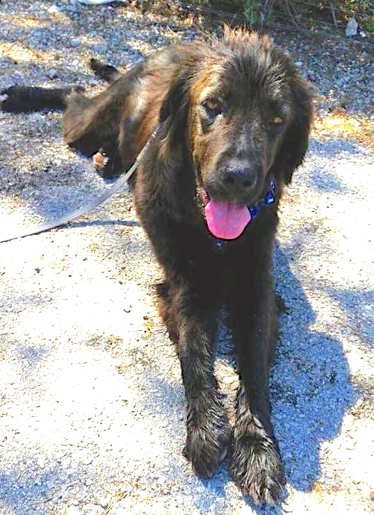 Hund4_697255.jpeg