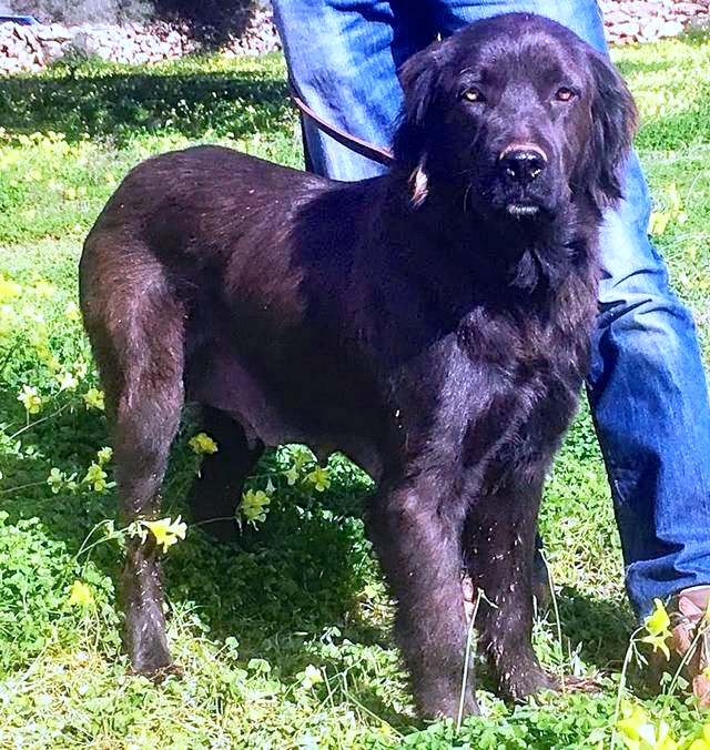 Hund7_697255.jpeg