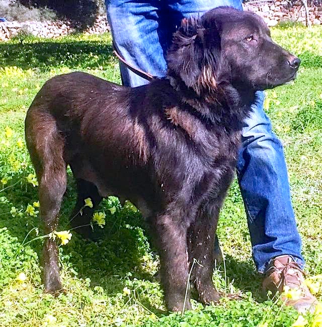 Hund8_697255.jpeg