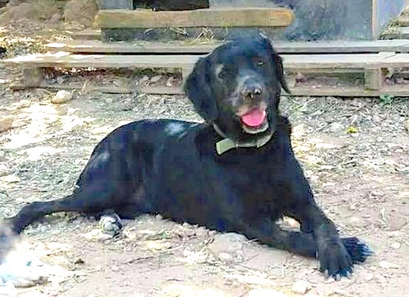 Hund8_707136.jpeg