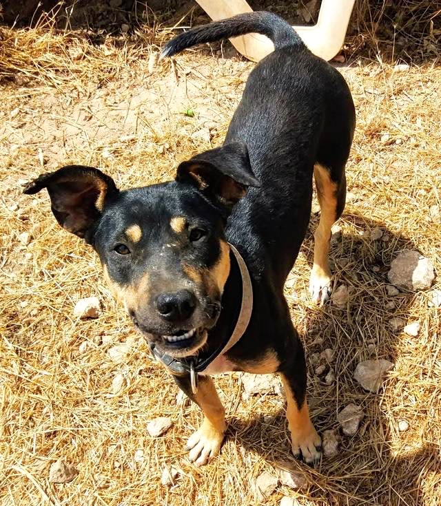 Hund3_706521.jpeg
