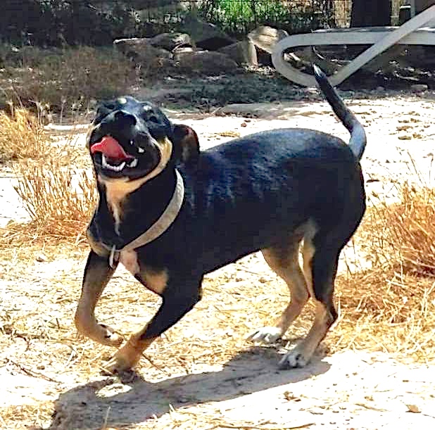 Hund4_706521.jpeg