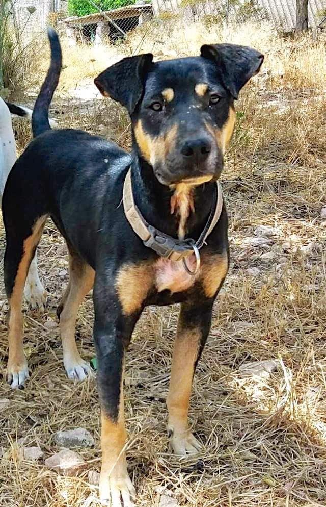 Hund6_706521.jpeg