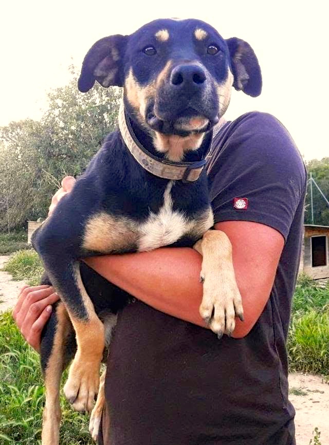 Hund7_706521.jpeg