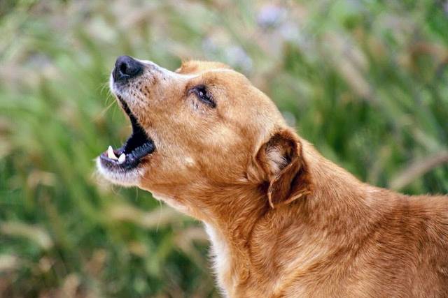 Hund5_701741.jpeg