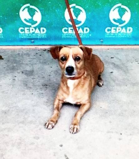 Hund6_701741.jpeg