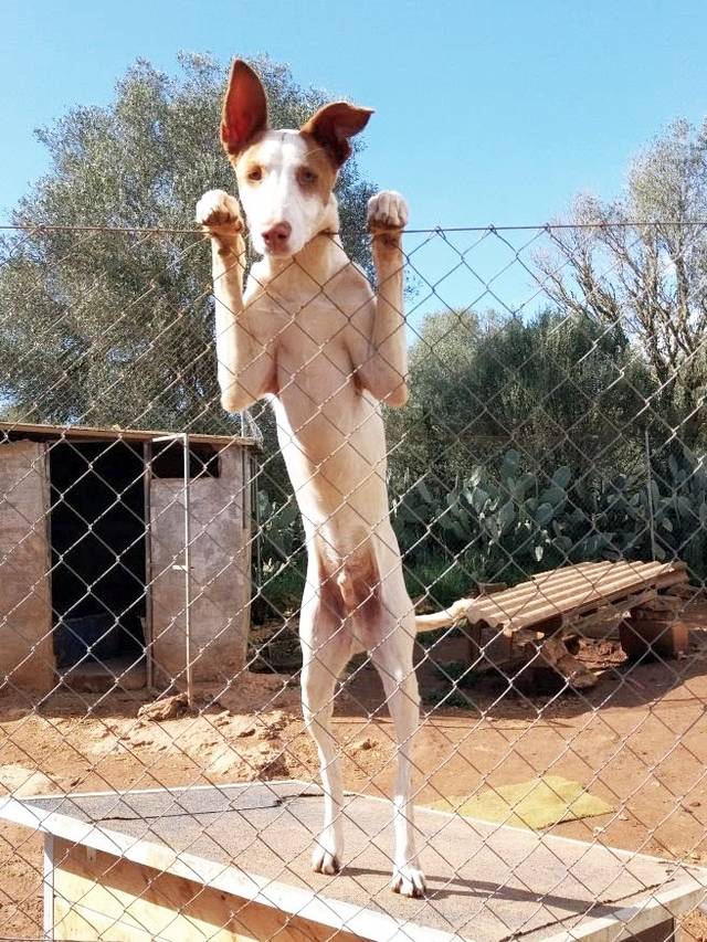 Hund4_697344.jpeg