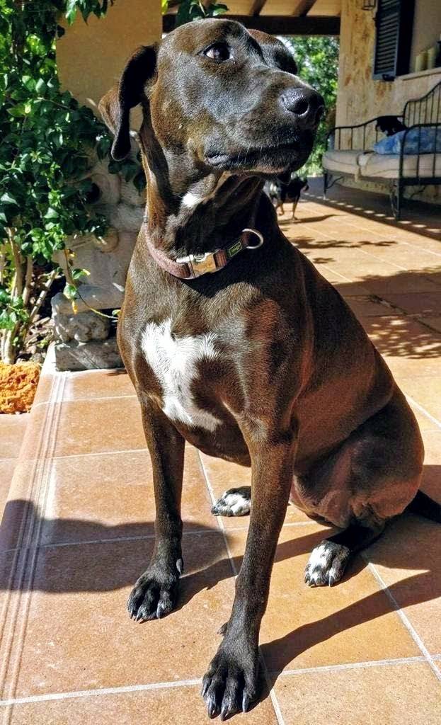 Hund4_696548.jpeg