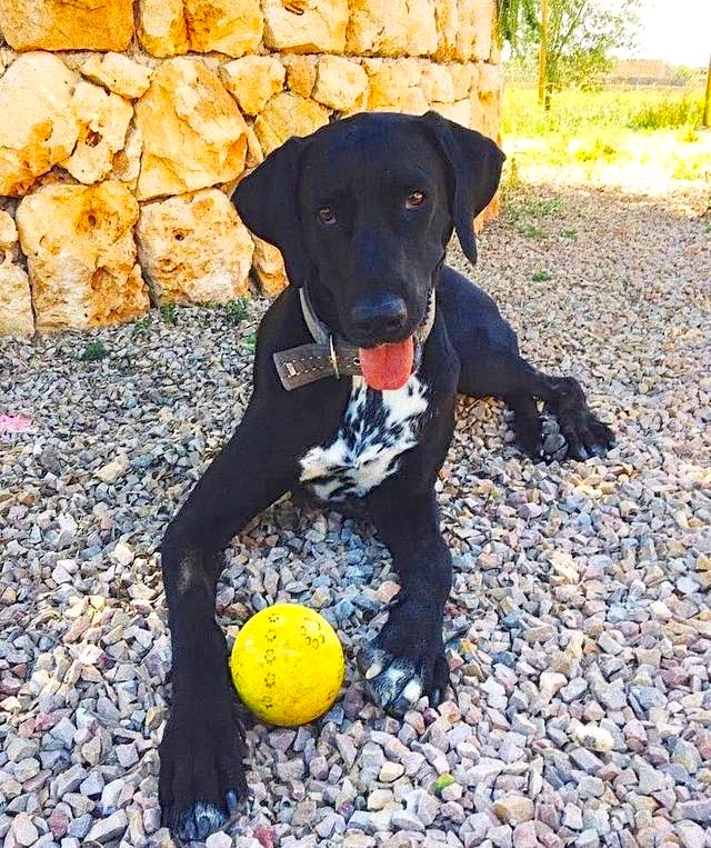 Hund4_697322.jpeg