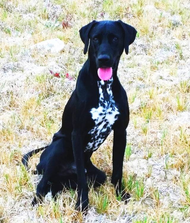 Hund1_697322.jpeg