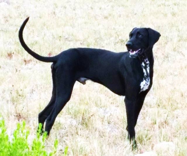 Hund2_697322.jpeg