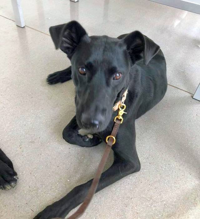 Hund1_697321.jpeg