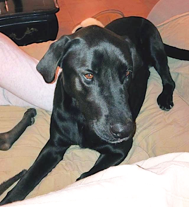 Hund2_697254.jpeg