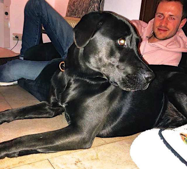 Hund4_697254.jpeg