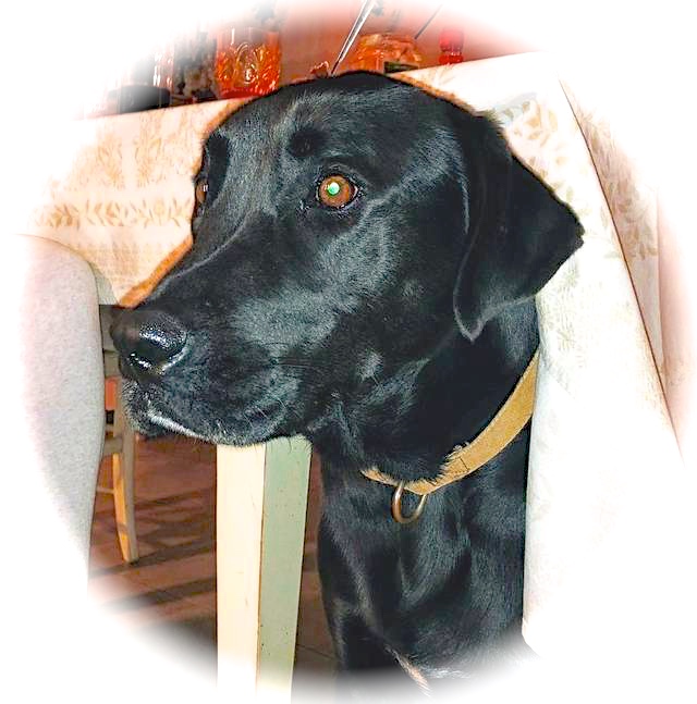 Hund5_697254.jpeg