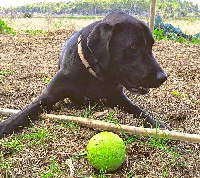 Hund7_697254.jpeg