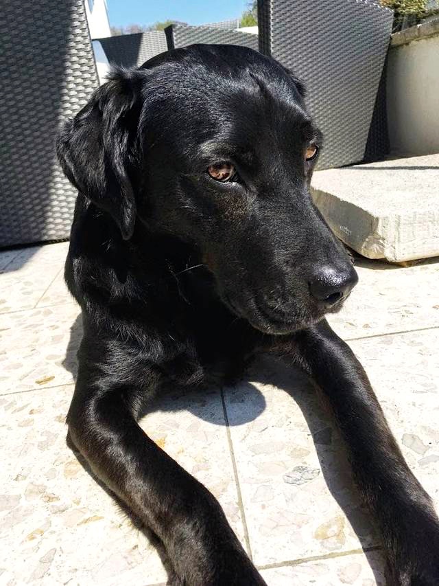 Hund6_697104.jpeg