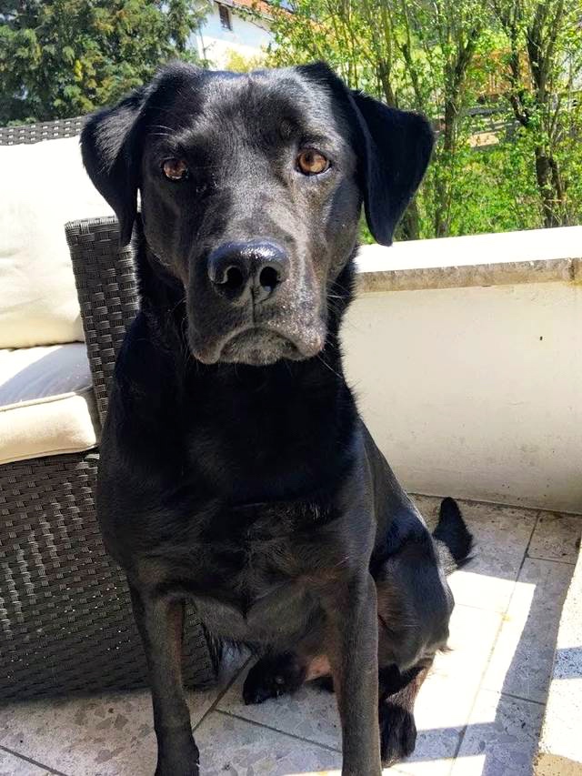 Hund5_697104.jpeg