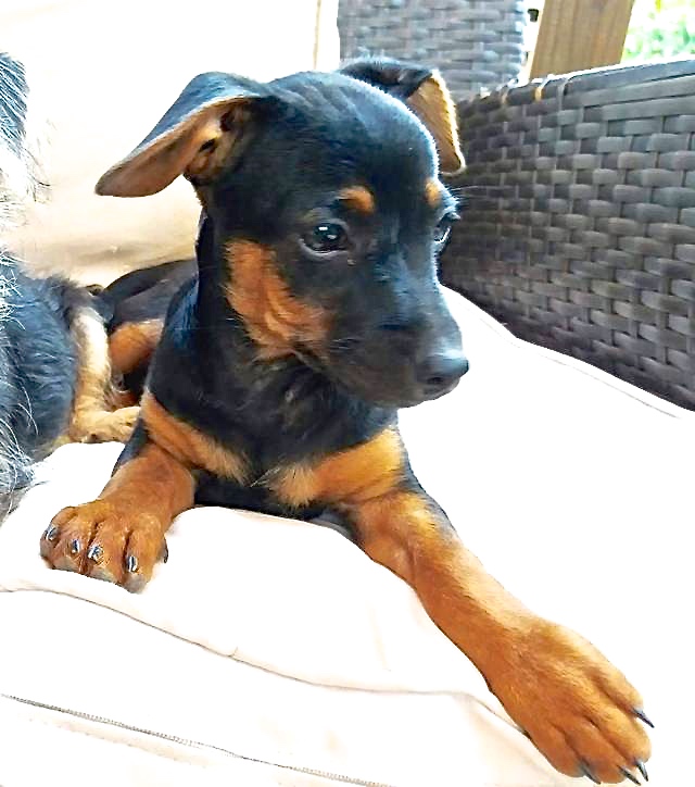 Hund2_709622.jpeg