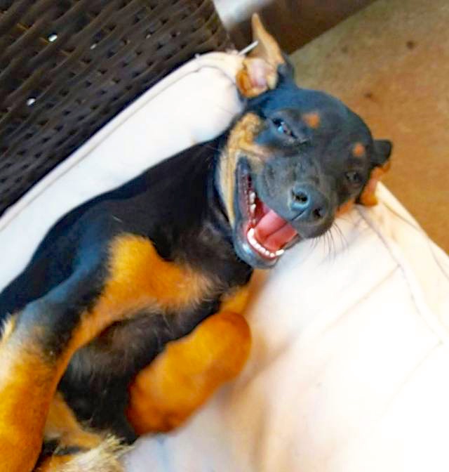 Hund3_709622.jpeg