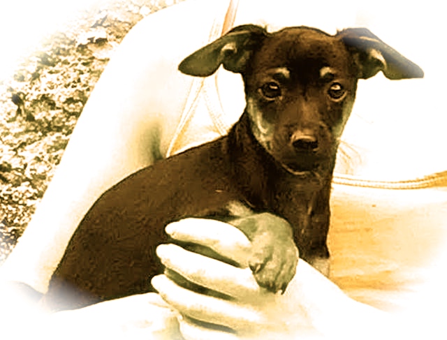Hund1_709622.jpeg