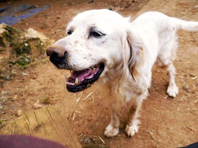 Hund2_704271.jpeg